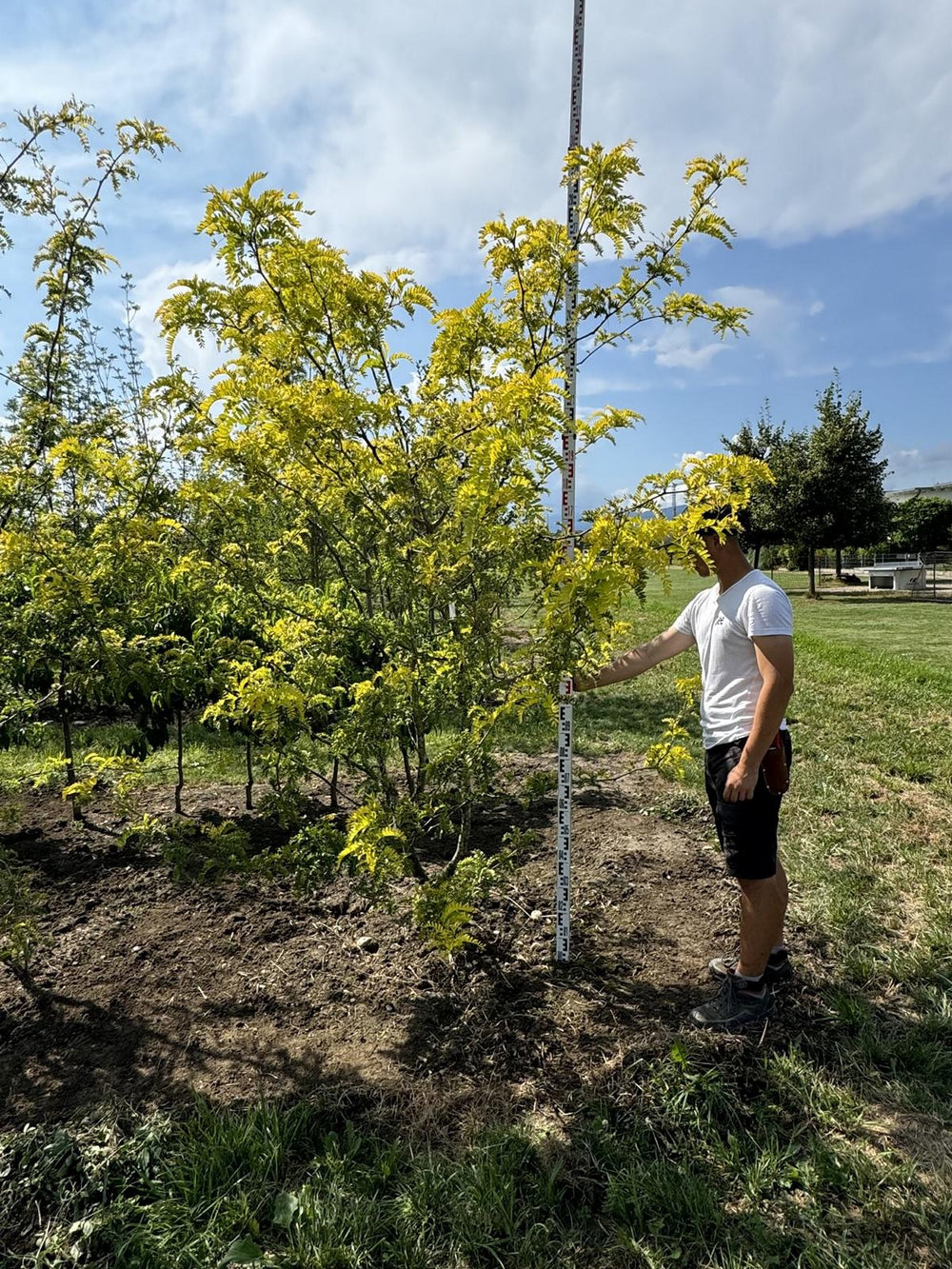 Gleditsia triacanthos 'Sunburst'