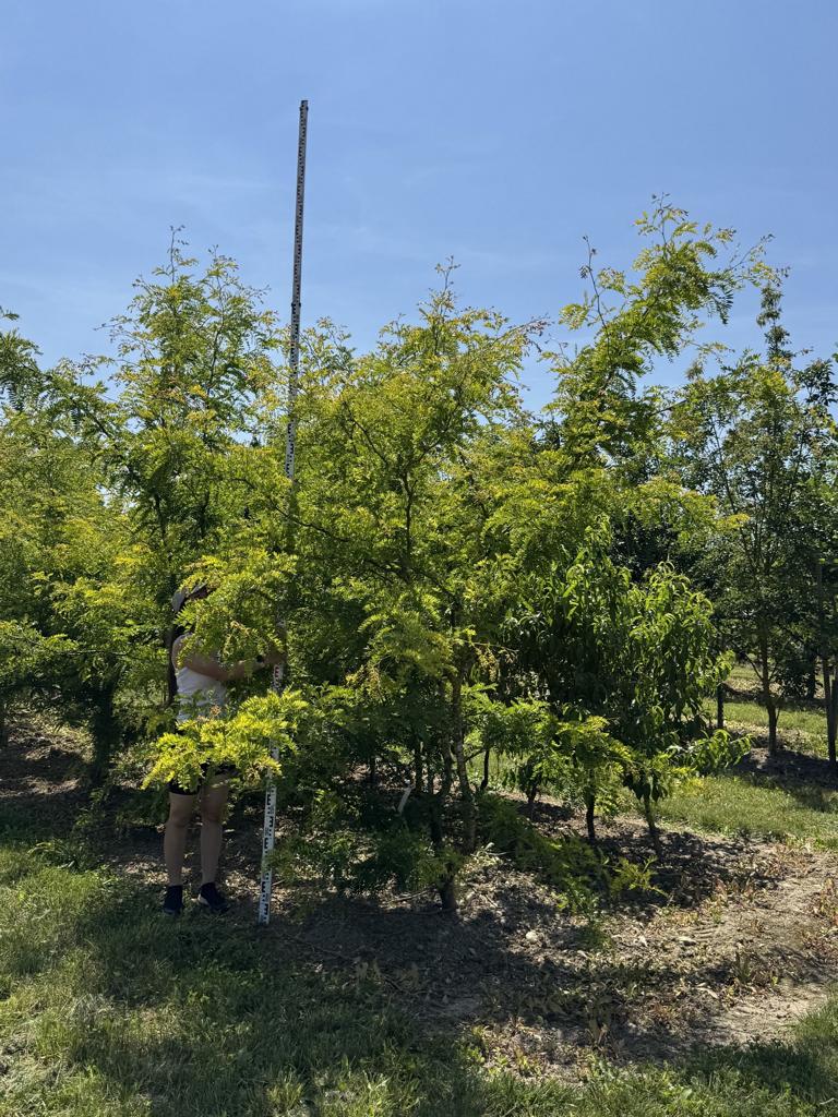 Gleditsia triacanthos 'Sunburst'