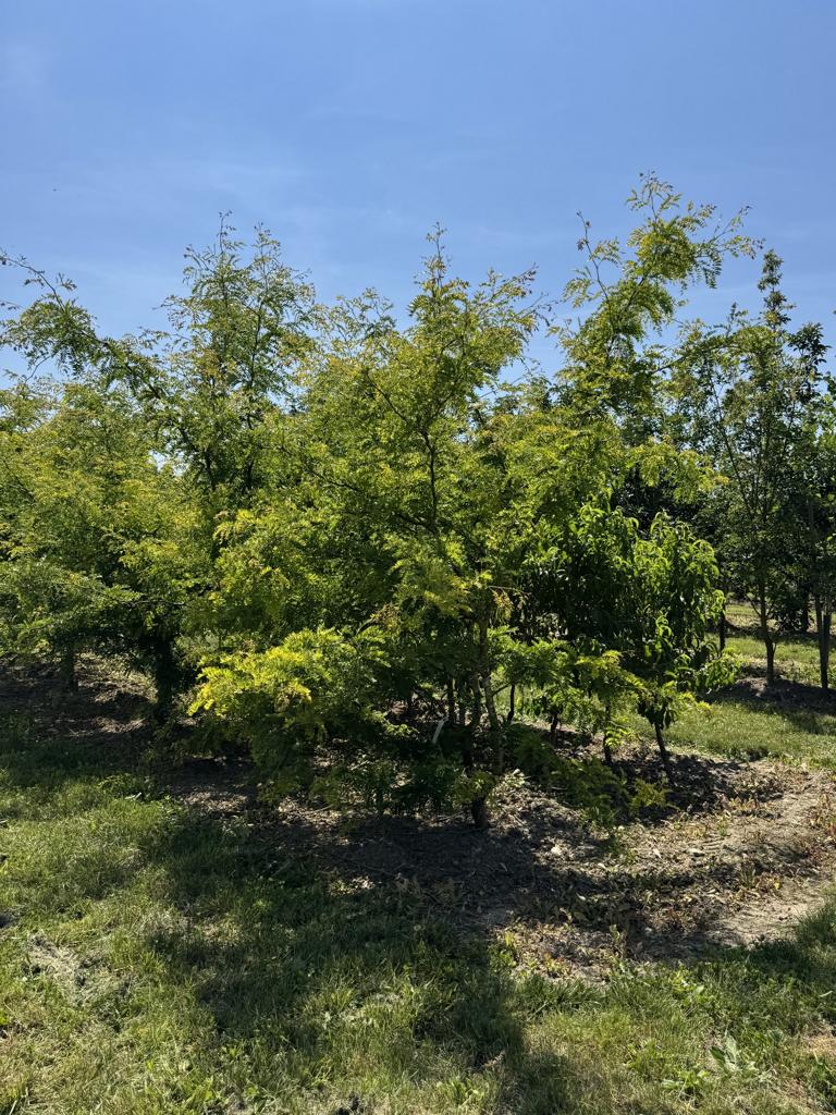 Gleditsia triacanthos 'Sunburst'