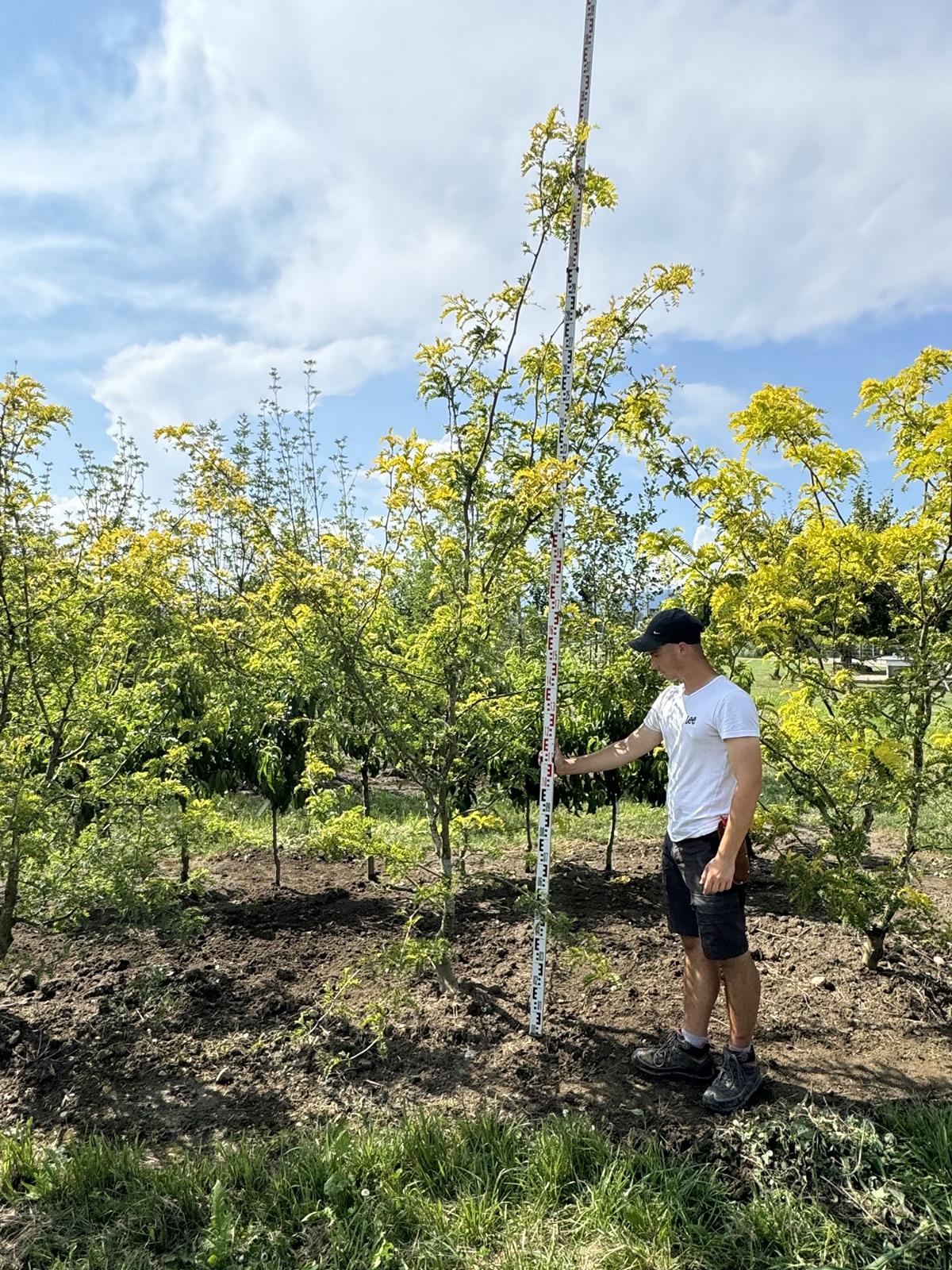 Gleditsia triacanthos 'Sunburst'