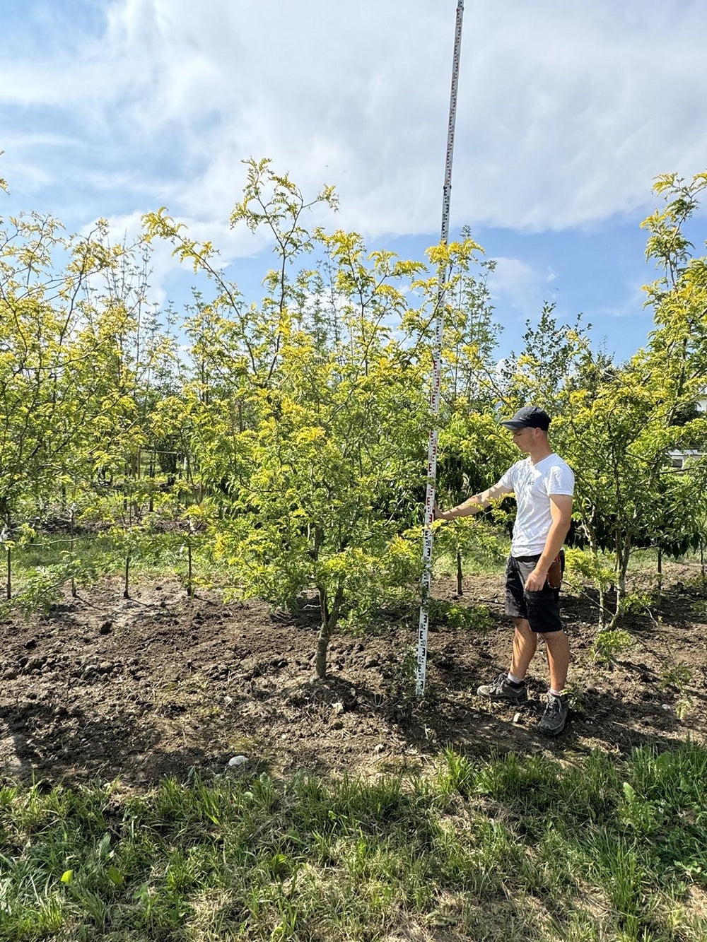 Gleditsia triacanthos 'Sunburst'