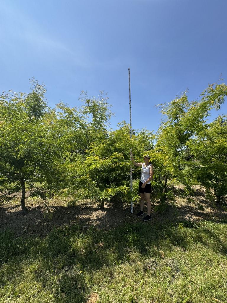 Gleditsia triacanthos 'Sunburst'
