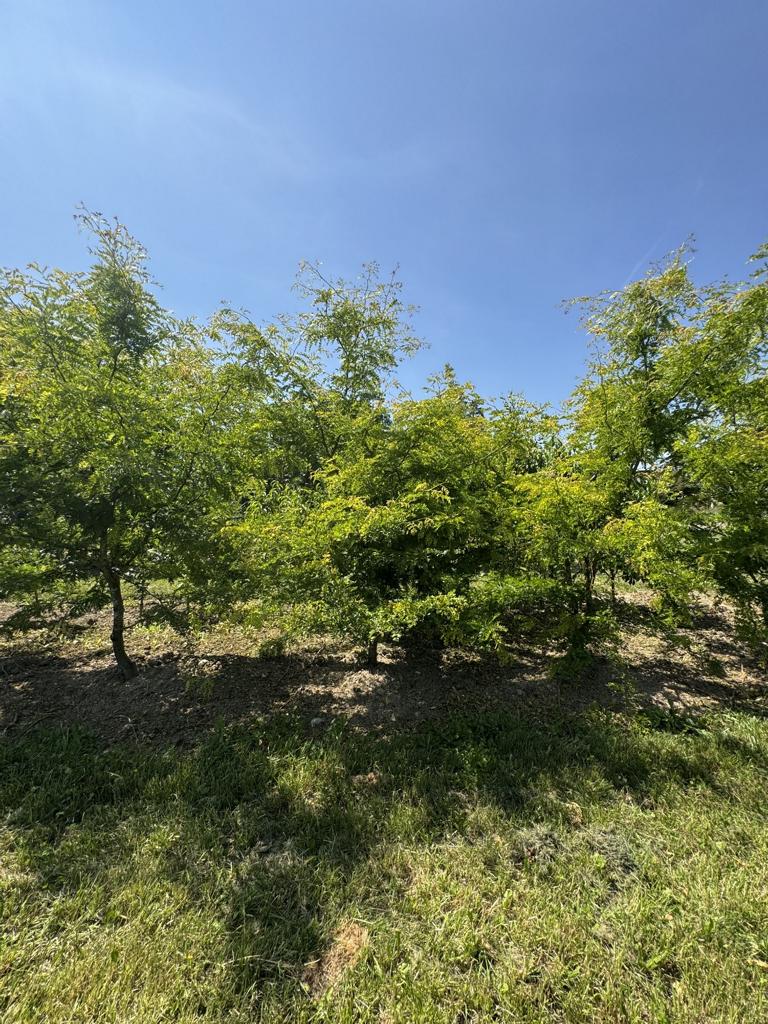 Gleditsia triacanthos 'Sunburst'