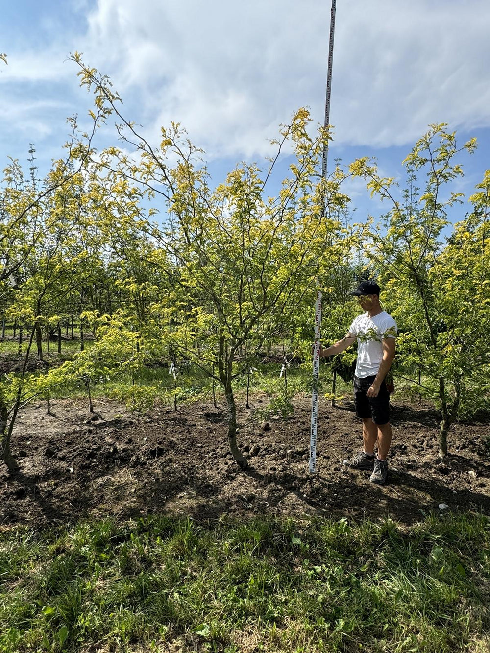 Gleditsia triacanthos 'Sunburst'