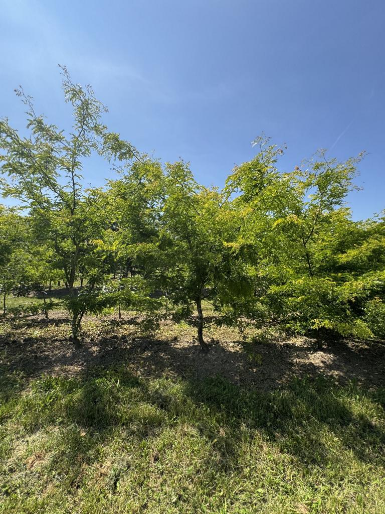 Gleditsia triacanthos 'Sunburst'