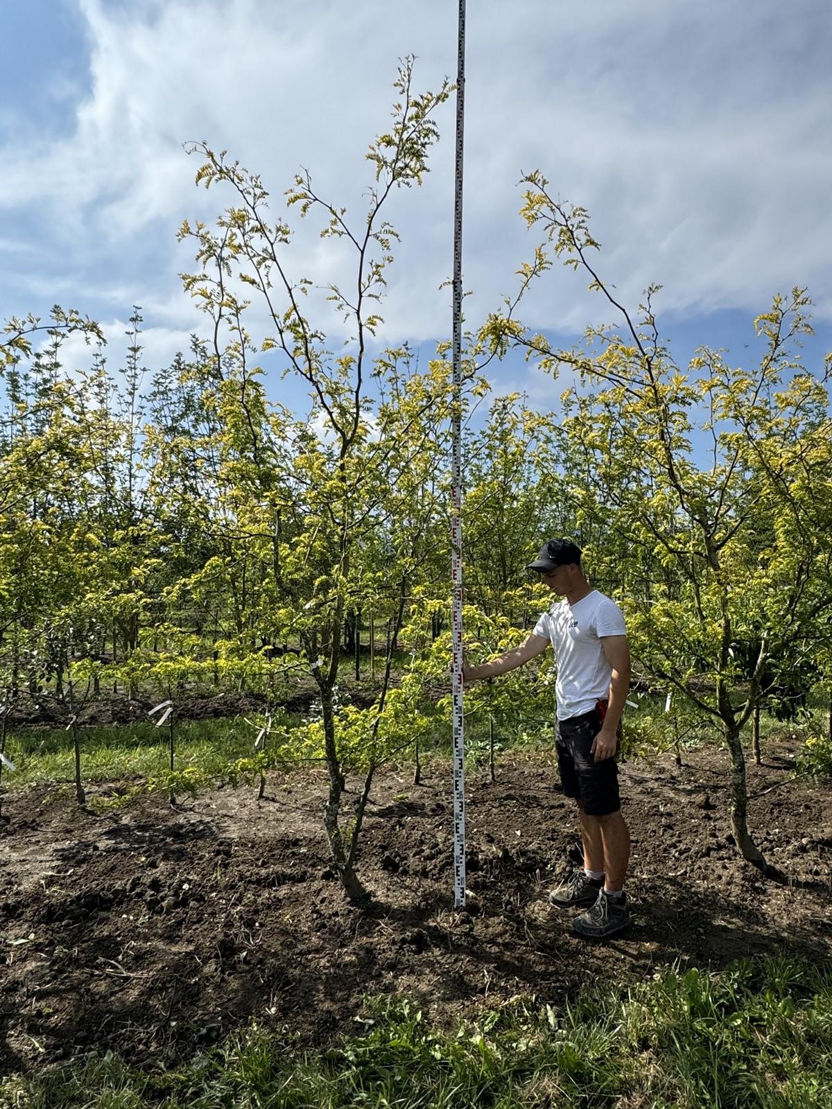 Gleditsia triacanthos 'Sunburst'