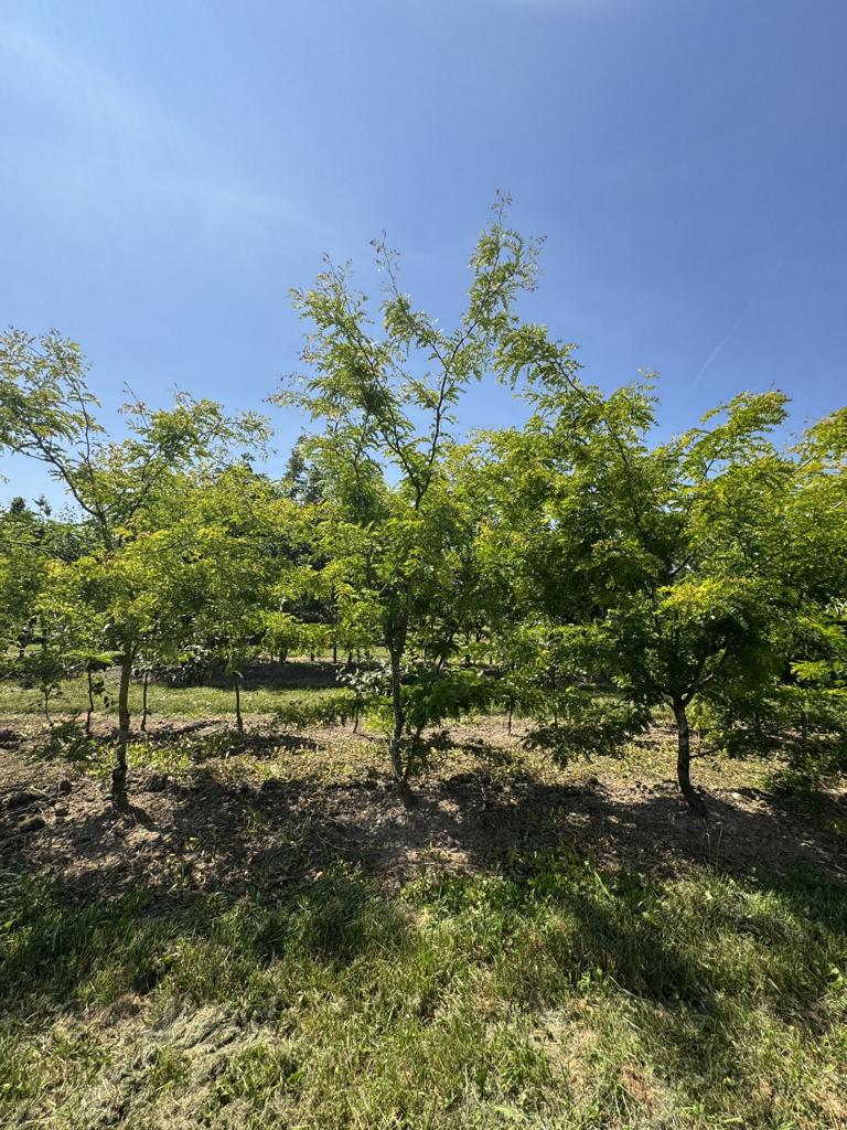 Gleditsia triacanthos 'Sunburst'