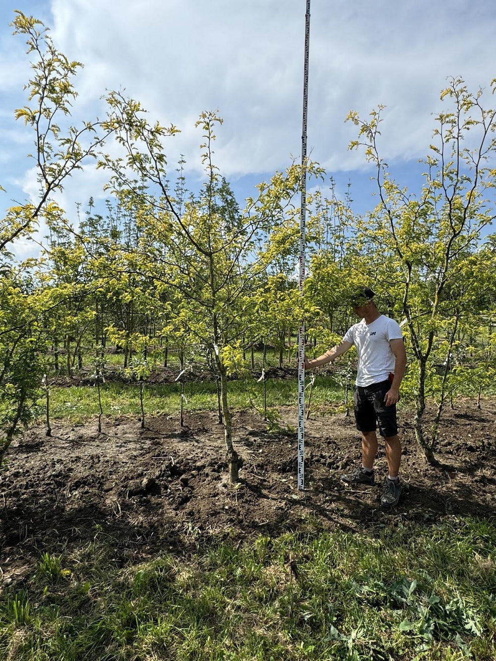 Gleditsia triacanthos 'Sunburst'