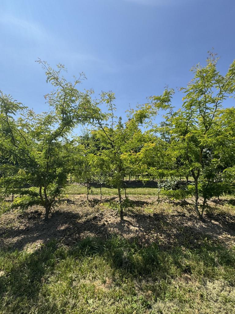 Gleditsia triacanthos 'Sunburst'