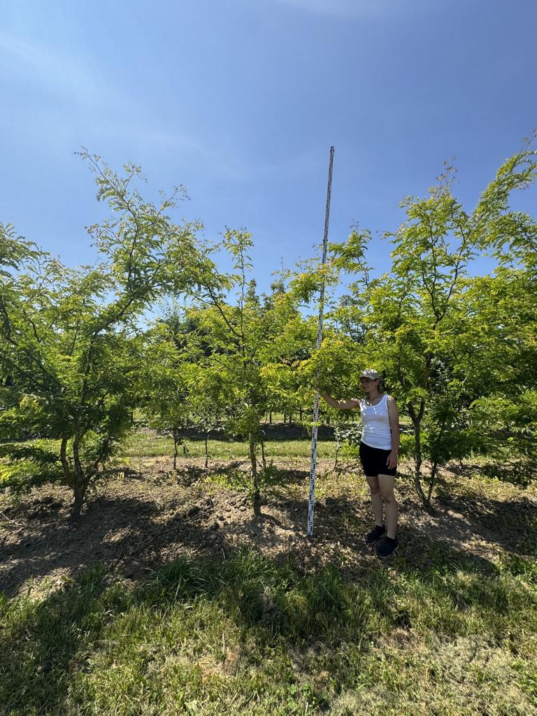 Gleditsia triacanthos 'Sunburst'