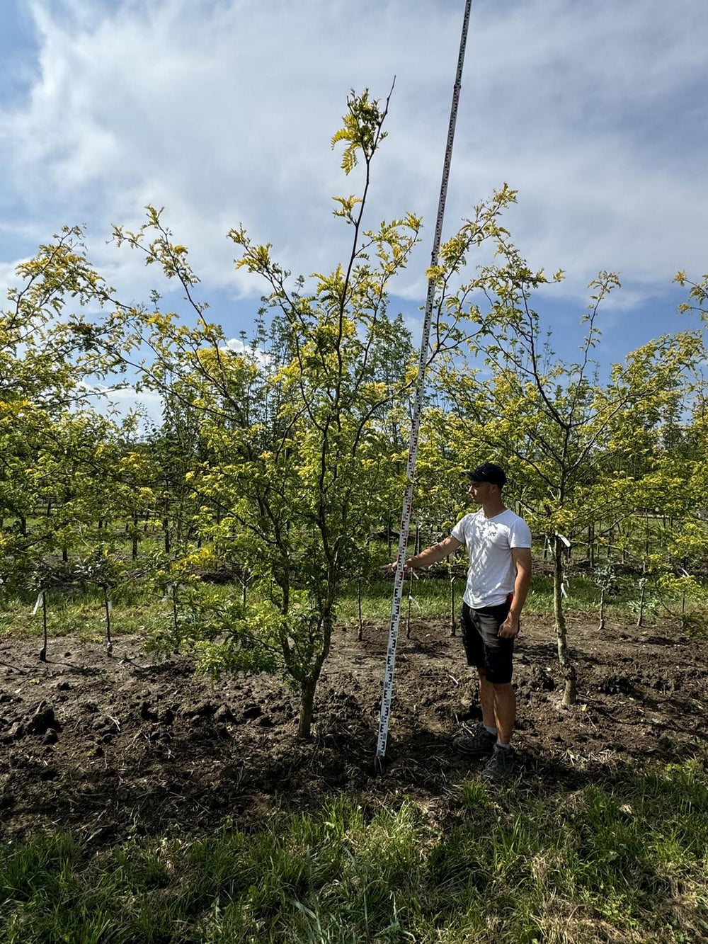 Gleditsia triacanthos 'Sunburst'