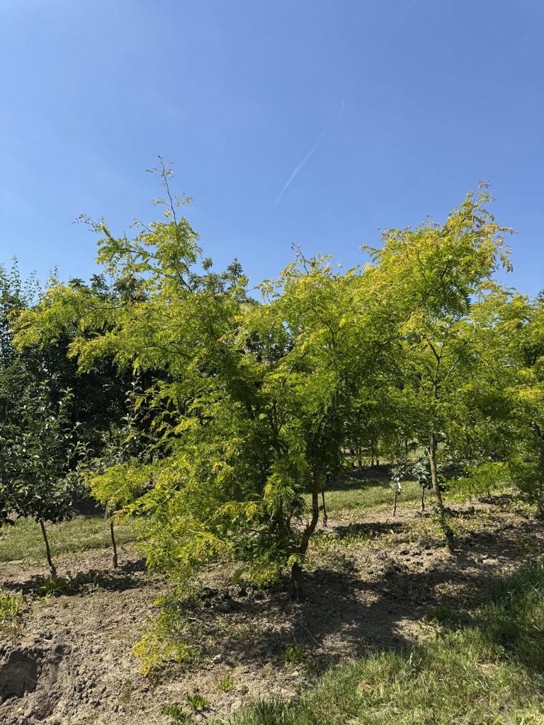 Gleditsia triacanthos 'Sunburst'