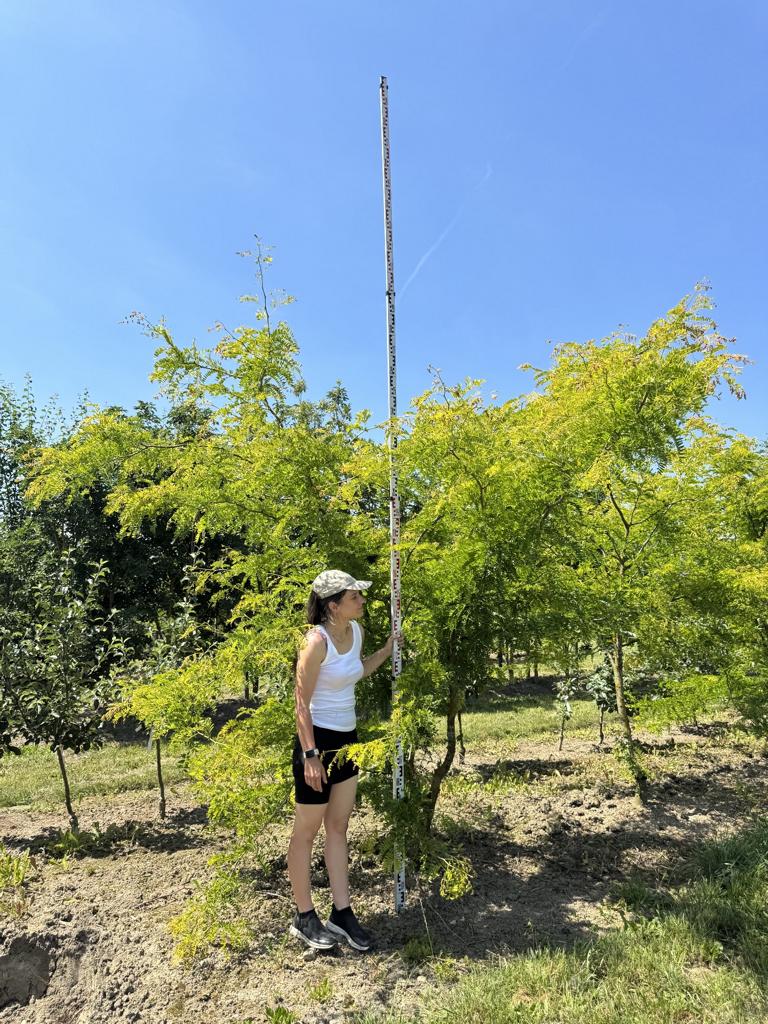 Gleditsia triacanthos 'Sunburst'