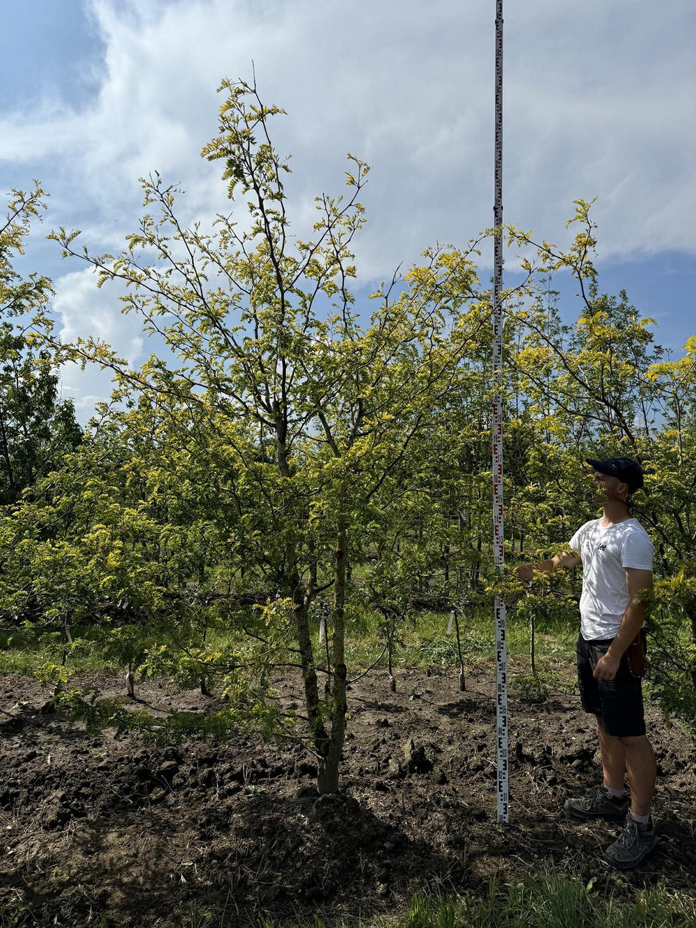 Gleditsia triacanthos 'Sunburst'