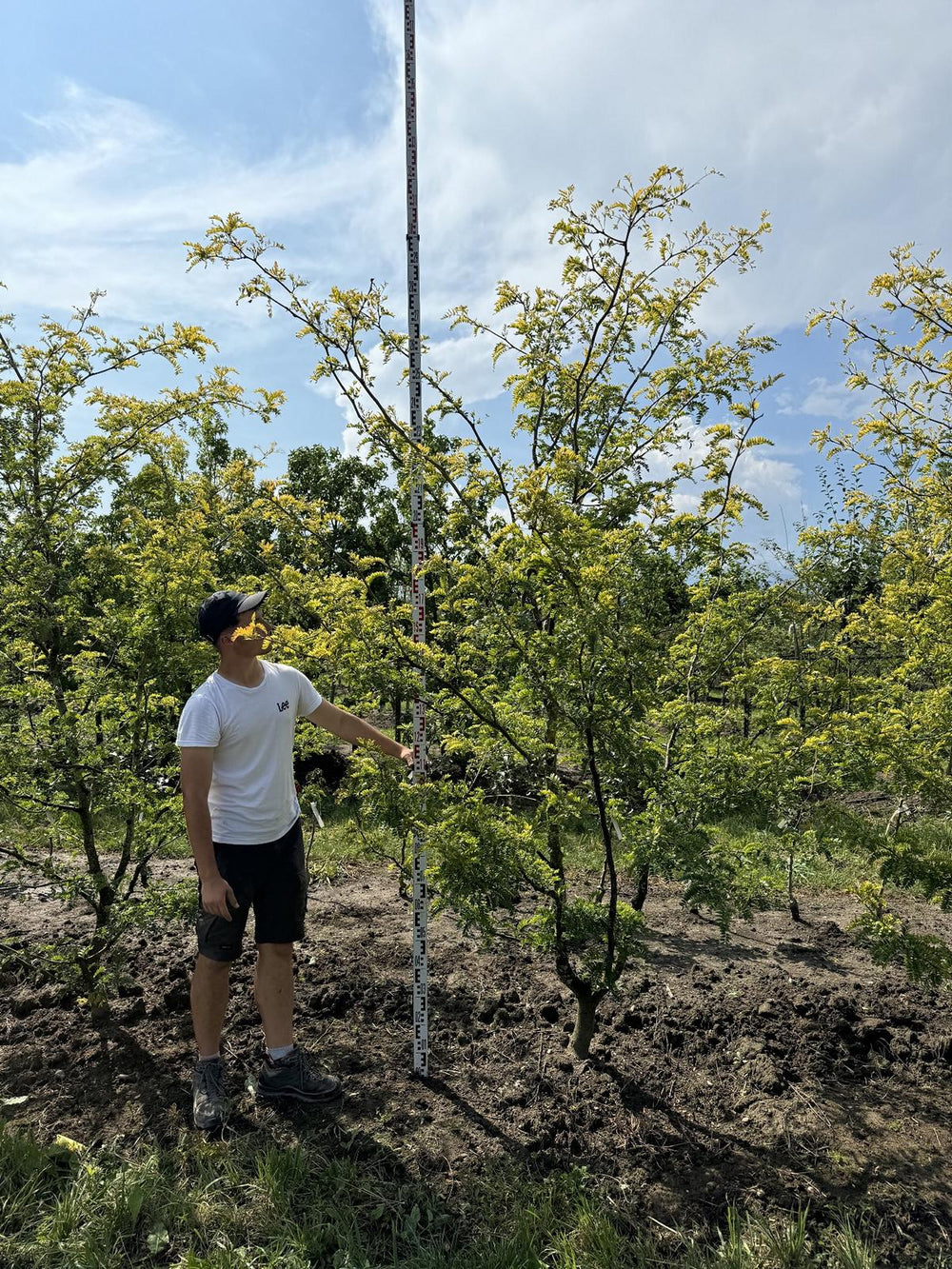 Gleditsia triacanthos 'Sunburst'