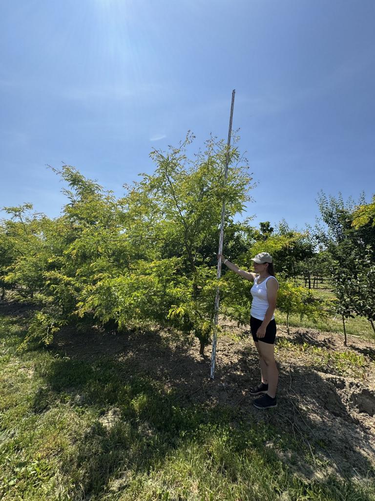 Gleditsia triacanthos 'Sunburst'