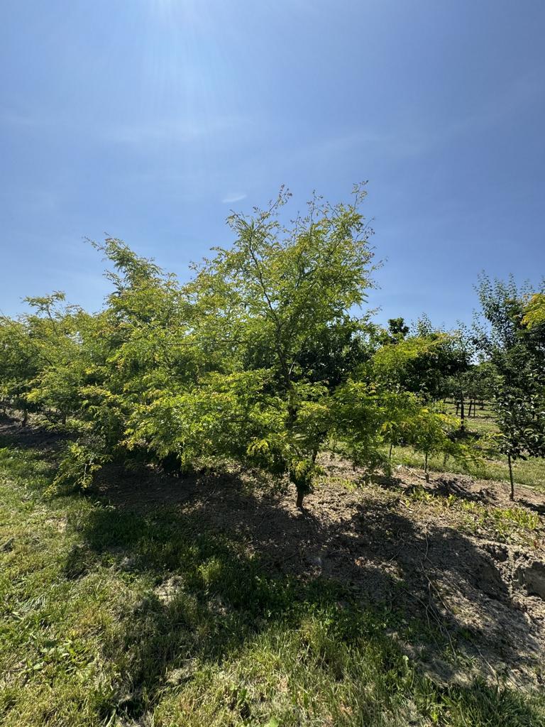 Gleditsia triacanthos 'Sunburst'
