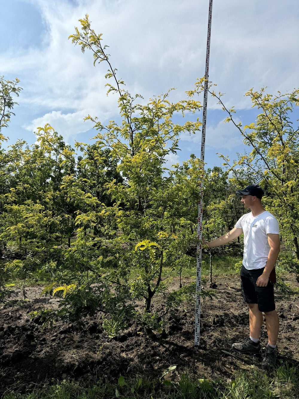 Gleditsia triacanthos 'Sunburst'