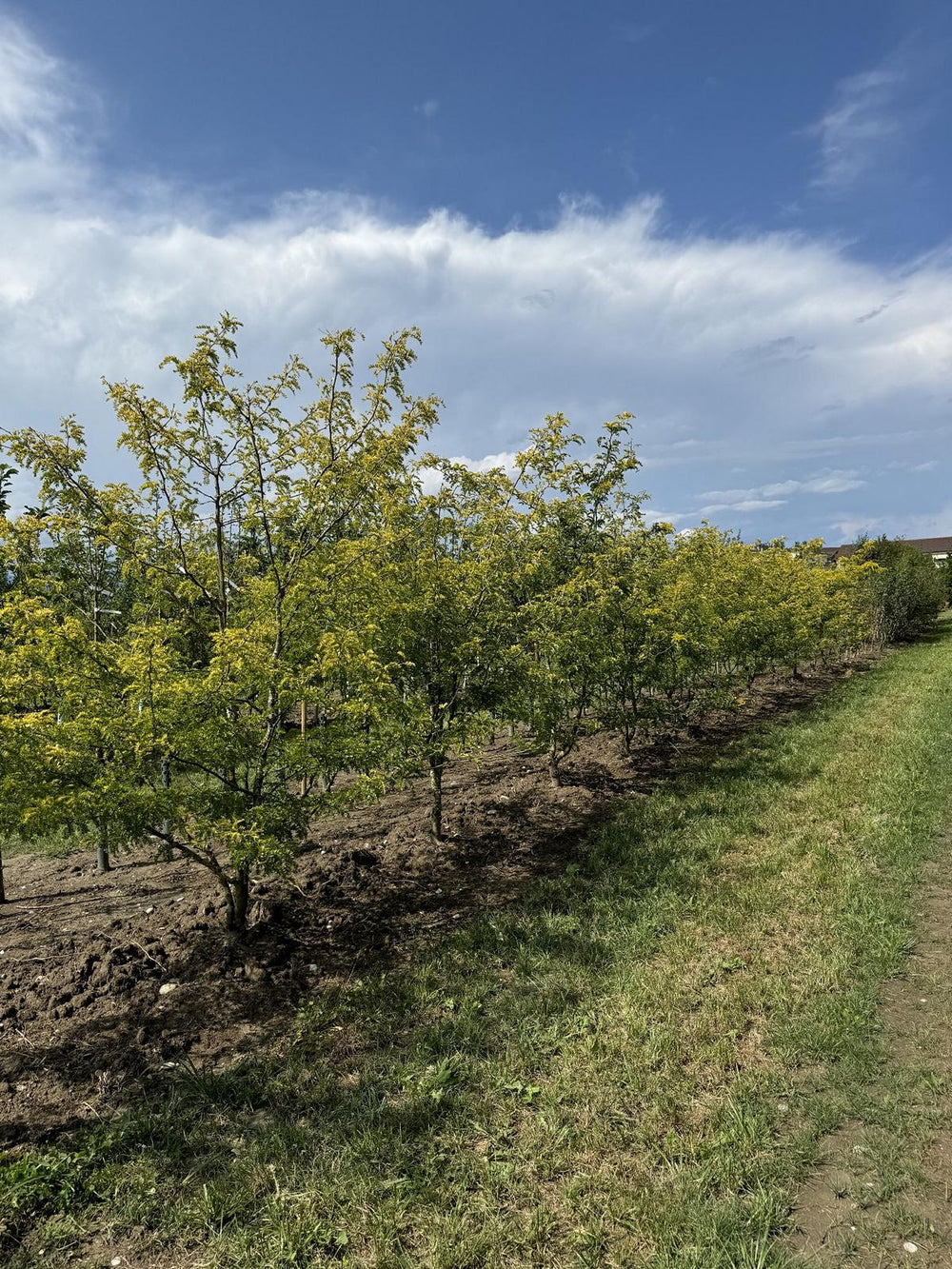 Gleditsia triacanthos 'Sunburst'