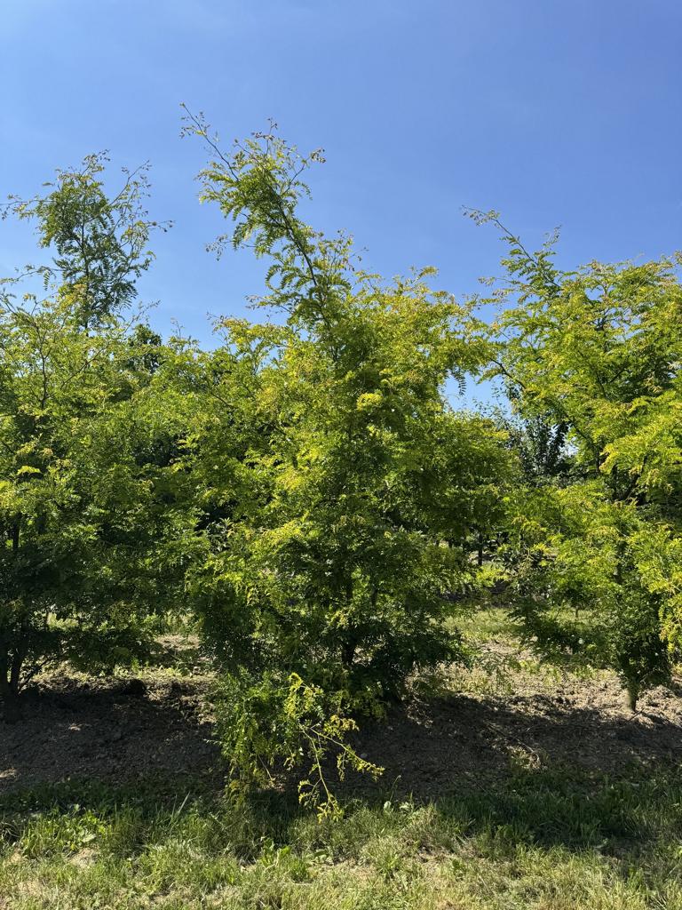 Gleditsia triacanthos 'Sunburst'