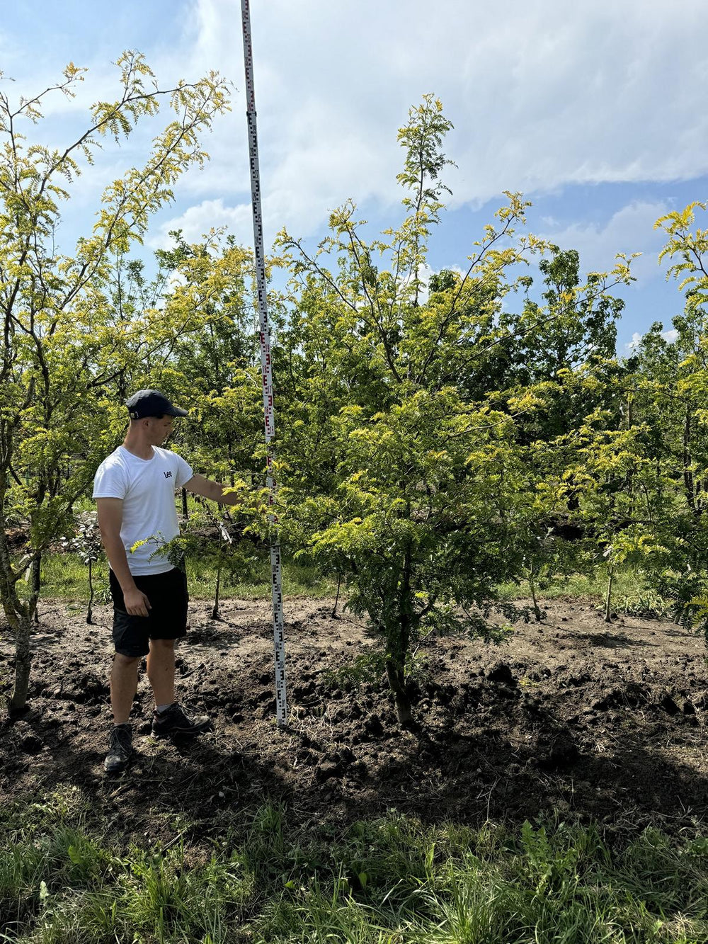 Gleditsia triacanthos 'Sunburst'