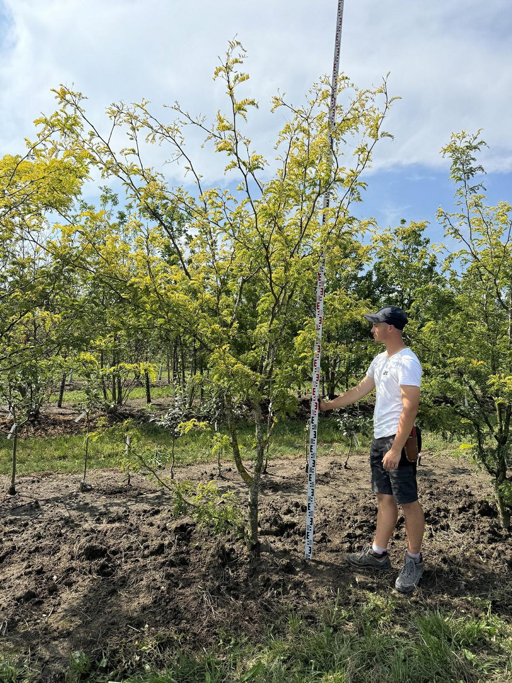 Gleditsia triacanthos 'Sunburst'