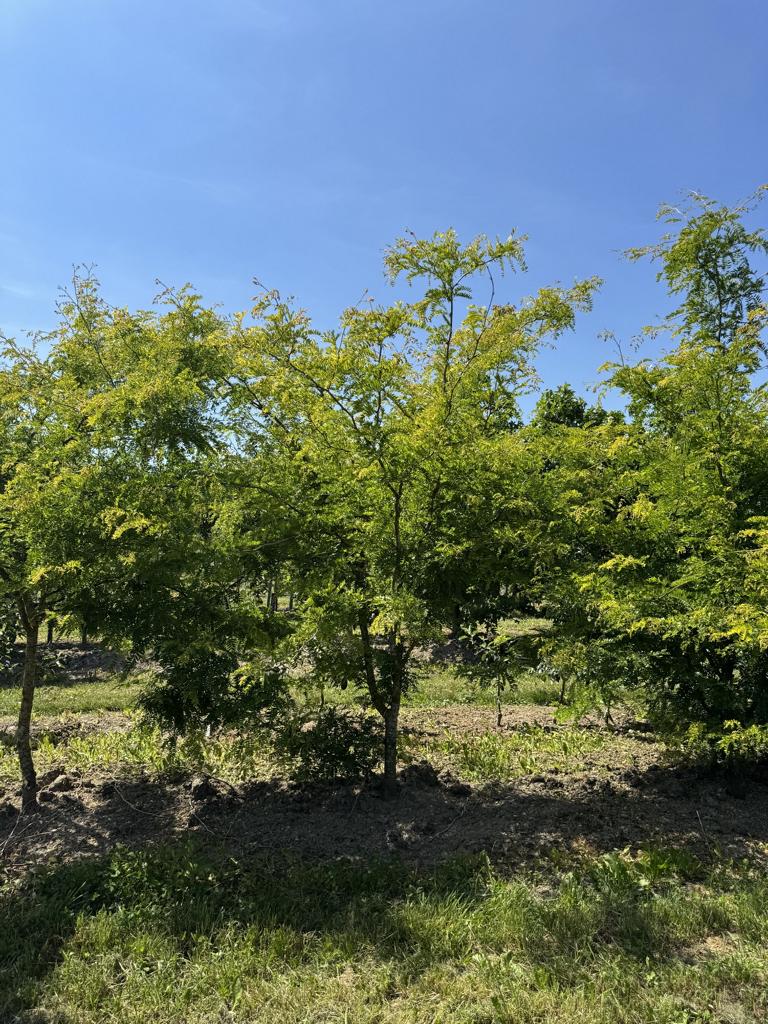 Gleditsia triacanthos 'Sunburst'