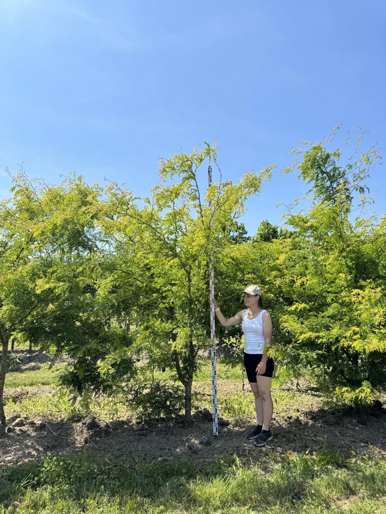 Gleditsia triacanthos 'Sunburst'