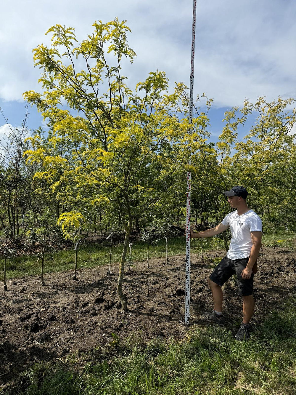 Gleditsia triacanthos 'Sunburst'