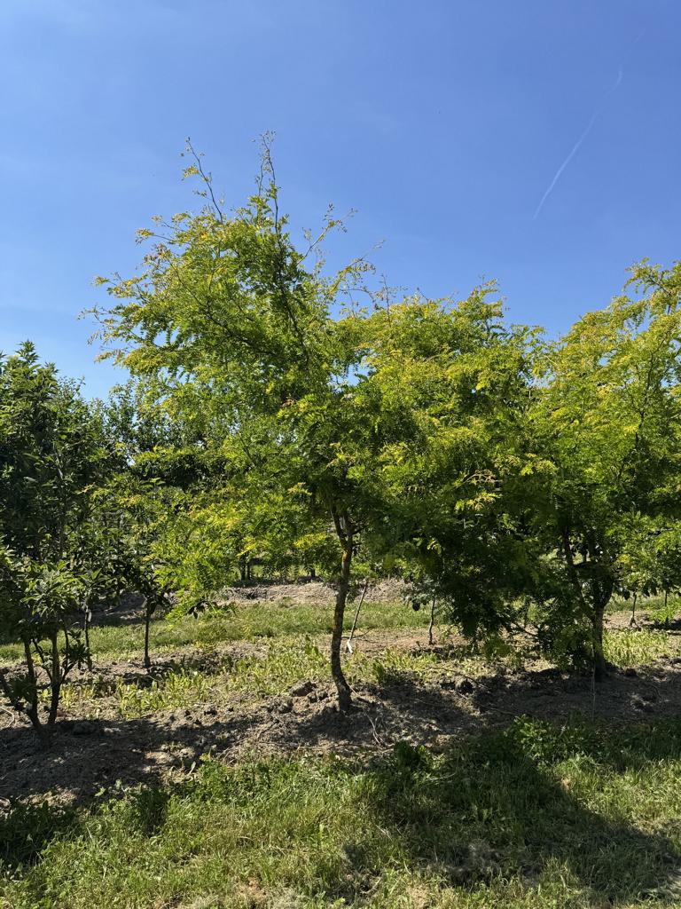 Gleditsia triacanthos 'Sunburst'