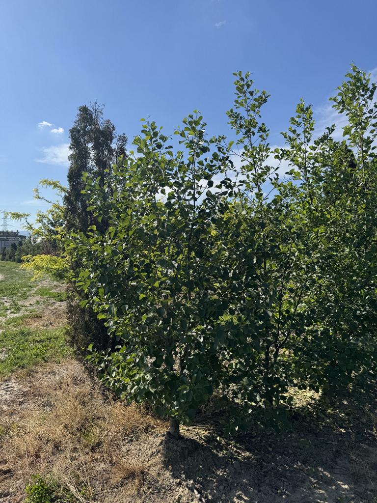 Alnus glutinosa
