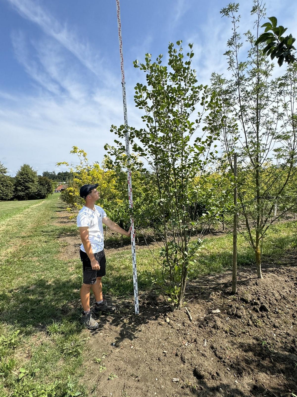 Alnus glutinosa