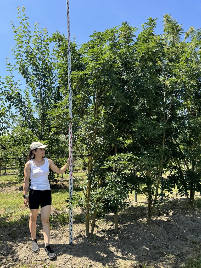 Fraxinus ornus