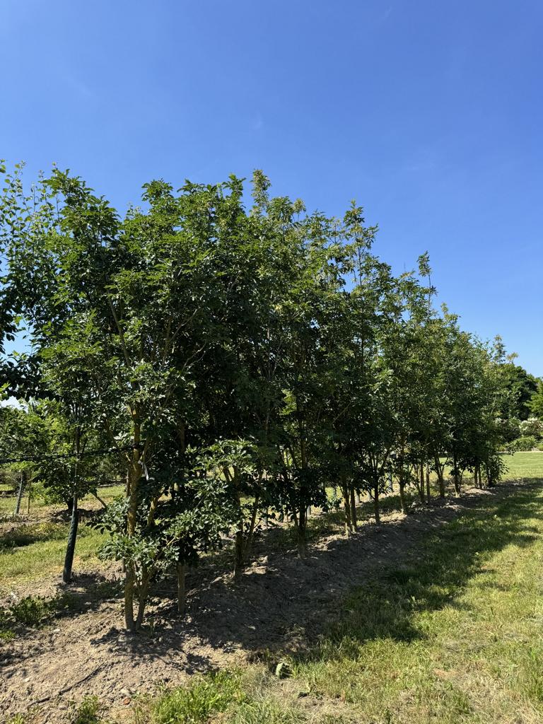 Fraxinus ornus
