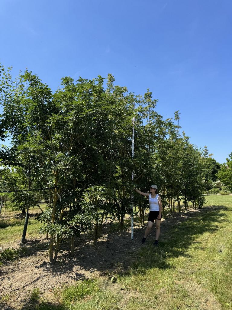 Liquidambar styraciflua