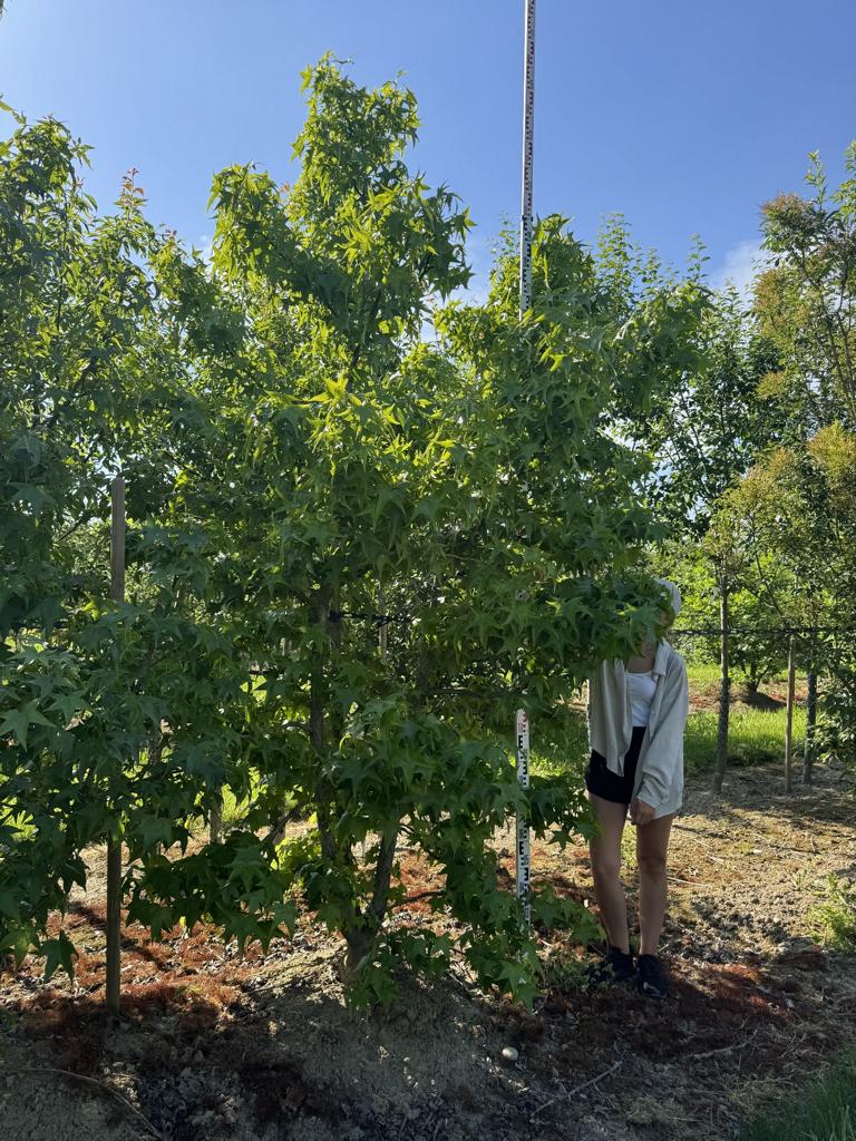 Liquidambar styraciflua