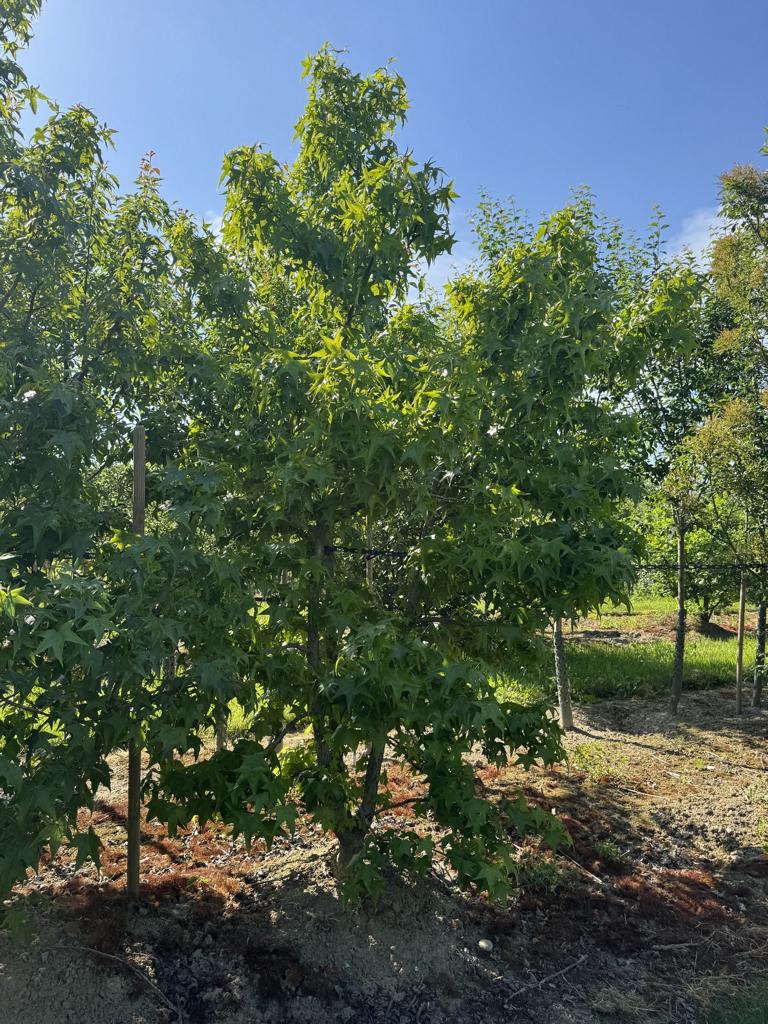 Liquidambar styraciflua