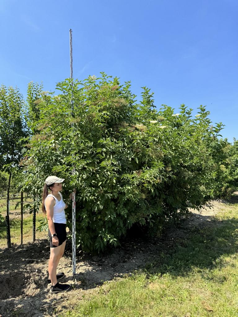 Sambucus nigra