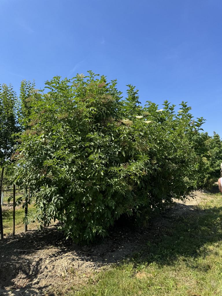 Sambucus nigra
