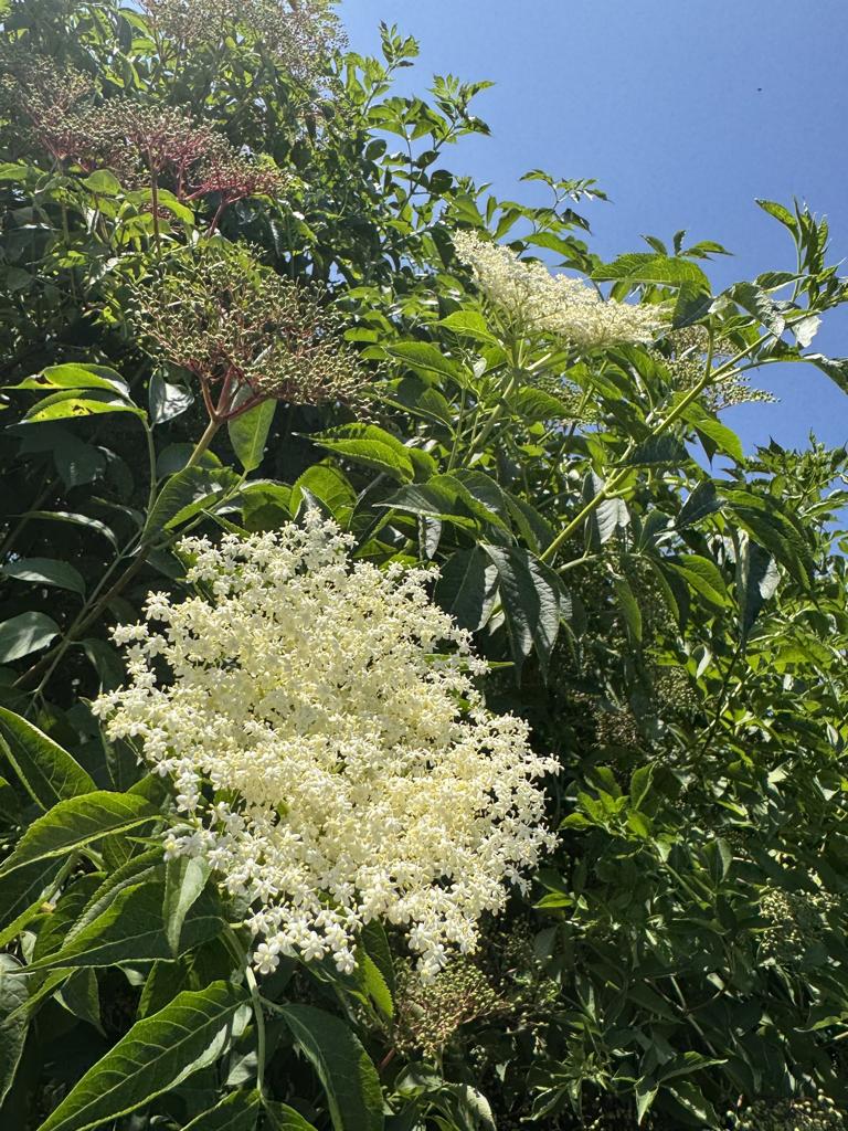 Sambucus nigra