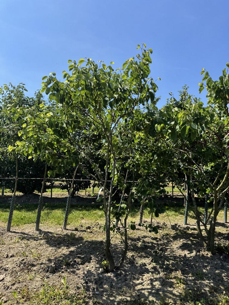 Cercis siliquastrum
