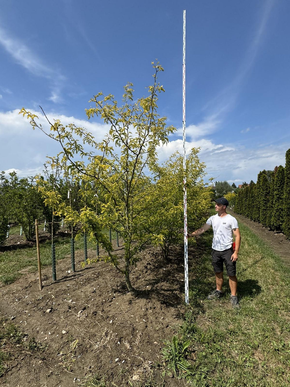 Gleditsia triacanthos 'Sunburst'