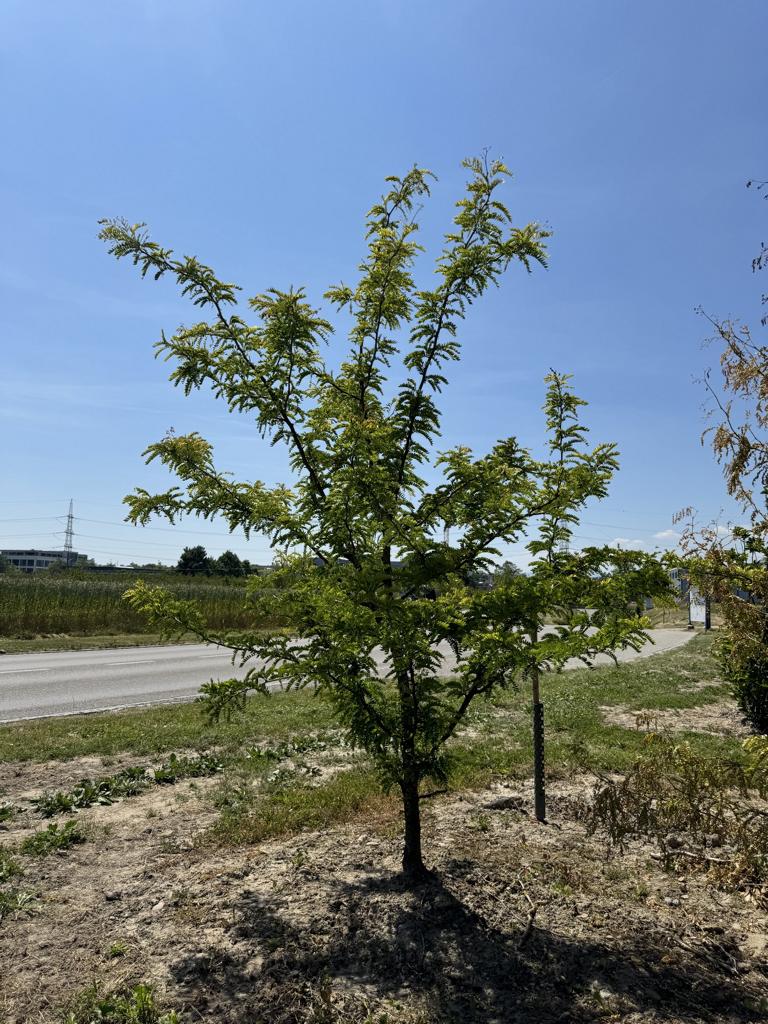 Gleditsia triacanthos 'Sunburst'