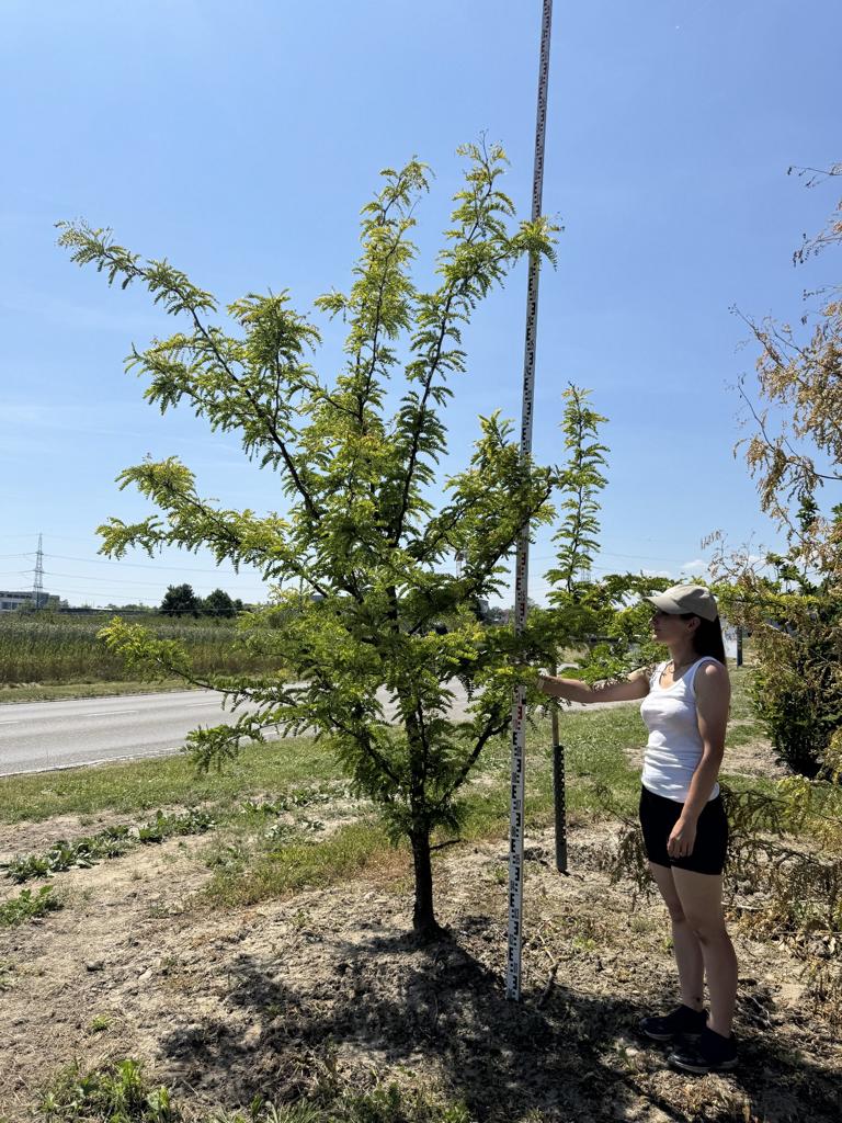 Gleditsia triacanthos 'Sunburst'