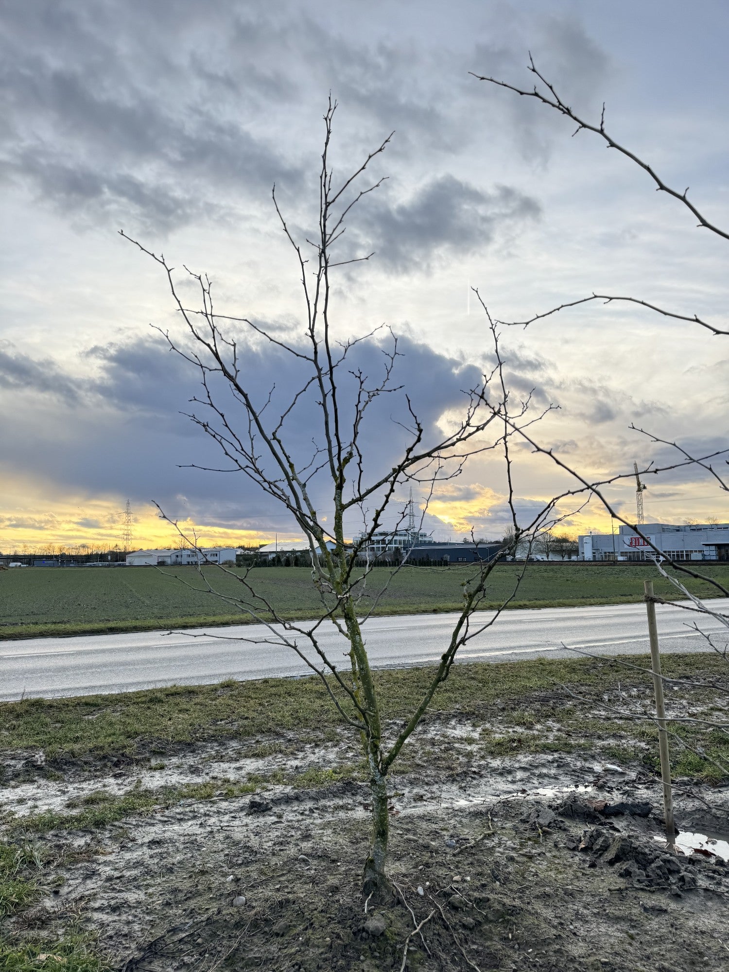 Gleditsia triacanthos 'Sunburst'