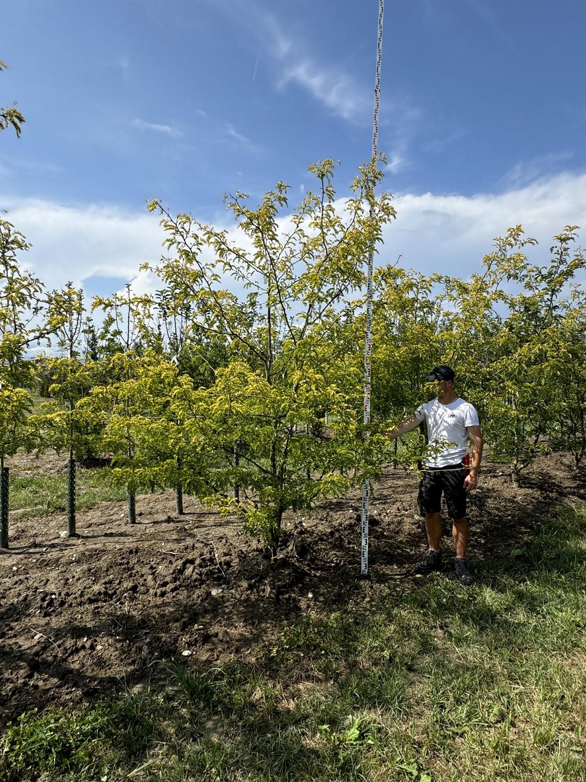 Gleditsia triacanthos 'Sunburst'