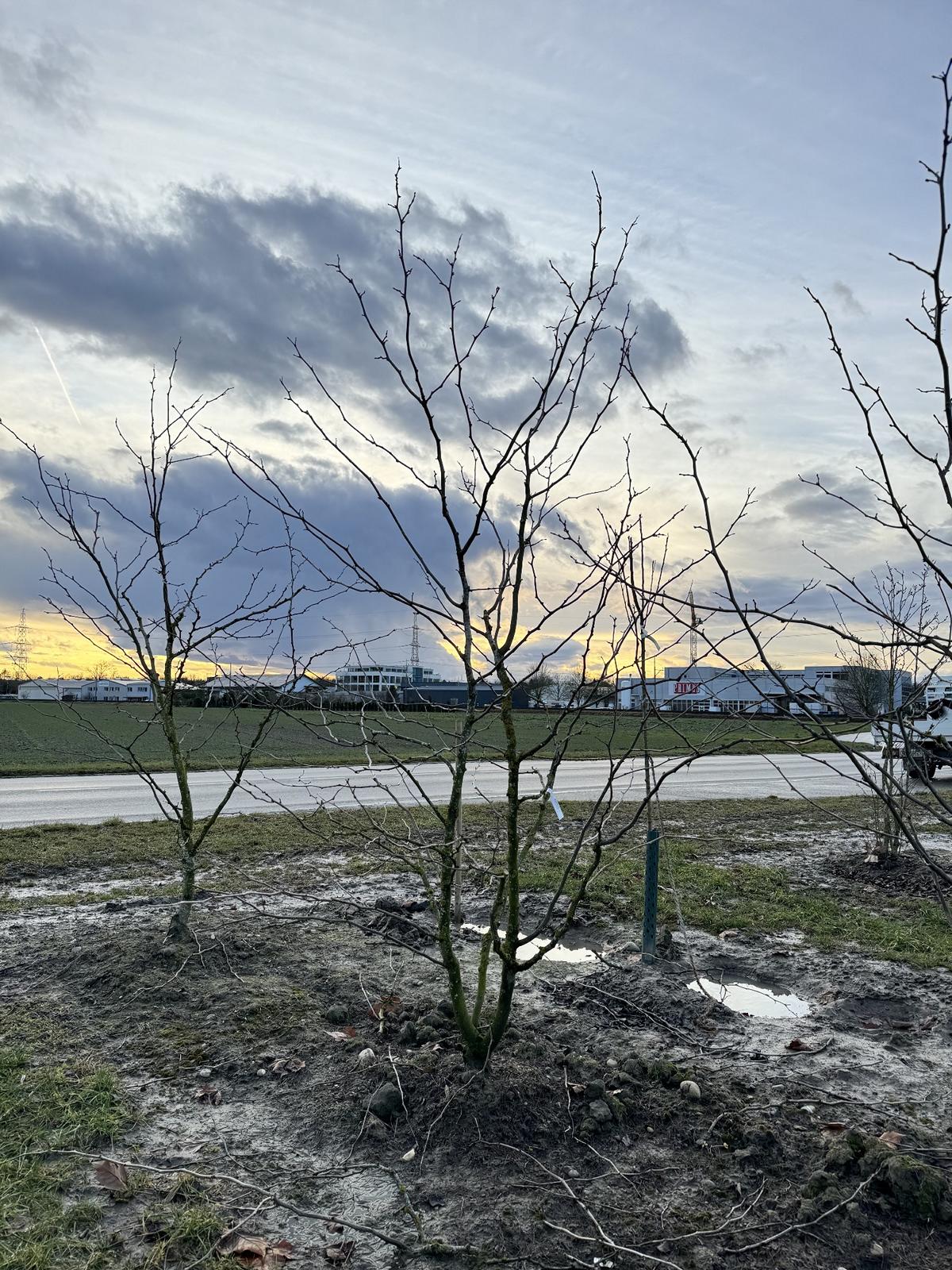 Gleditsia triacanthos 'Sunburst'