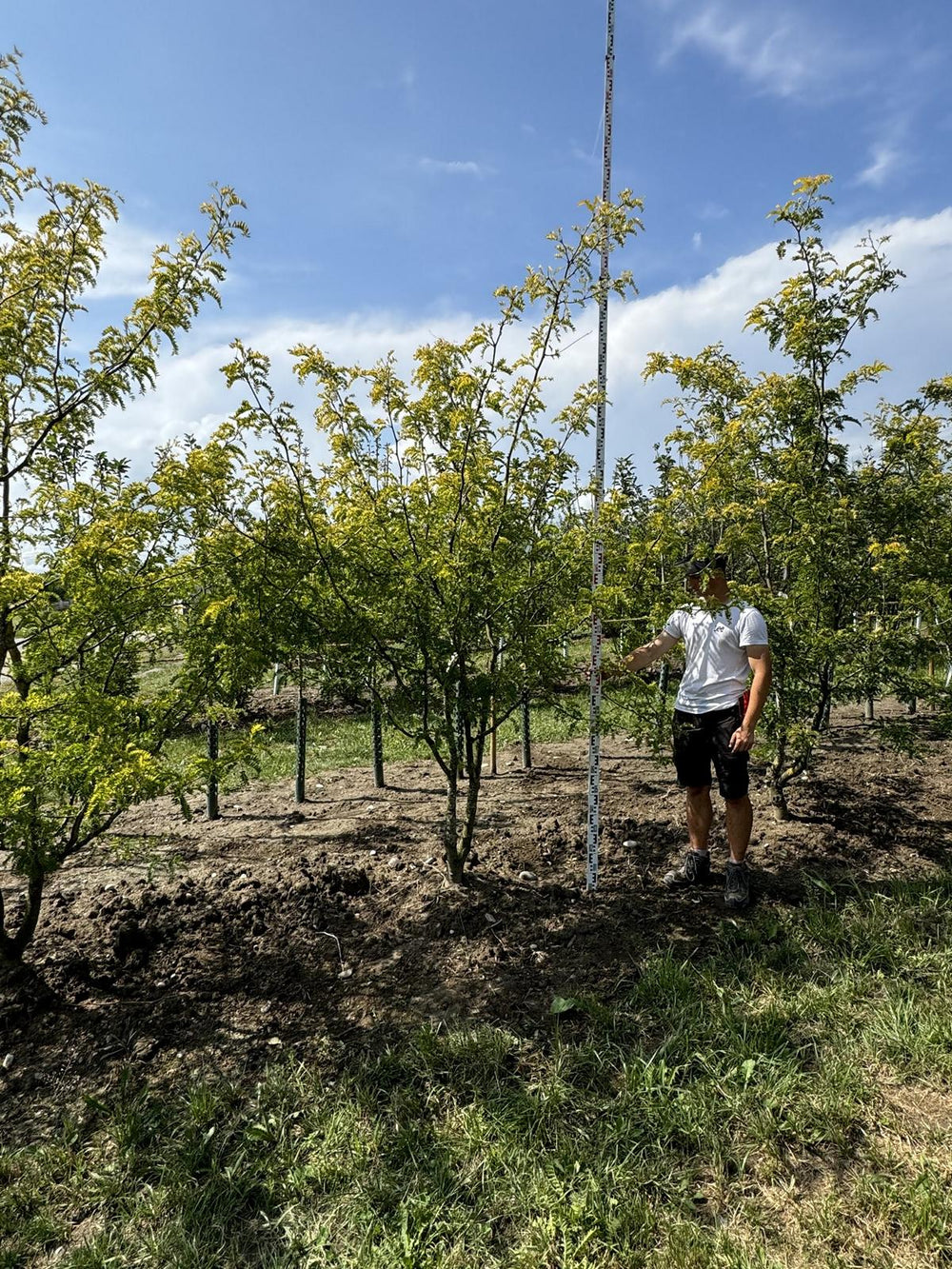 Gleditsia triacanthos 'Sunburst'