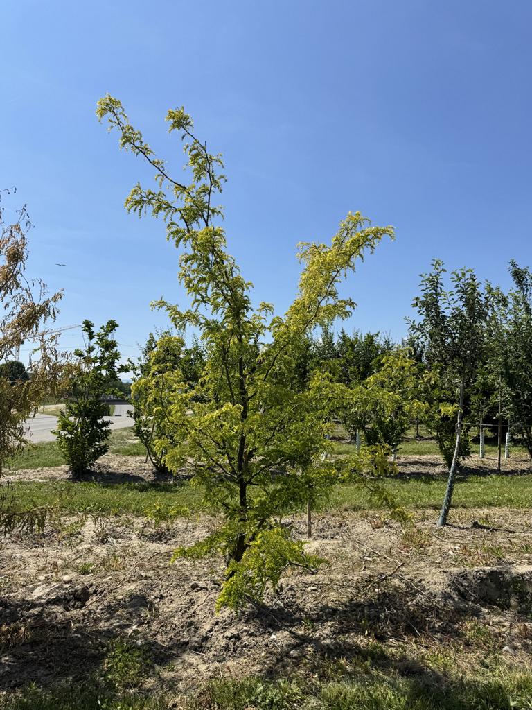 Gleditsia triacanthos 'Sunburst'