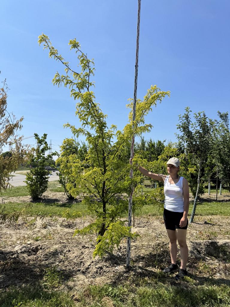 Gleditsia triacanthos 'Sunburst'
